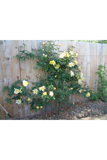 Троянда плетиста Голден Шауерс кущ